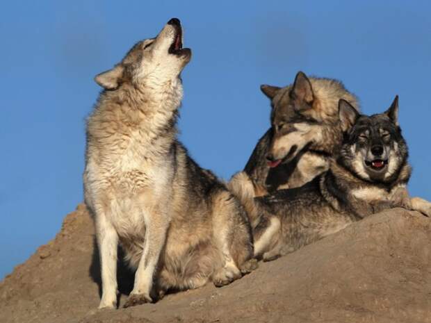 14-wolves-10-deaths-a-year