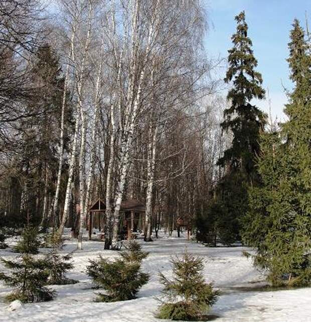 Лес/ Фото из архива