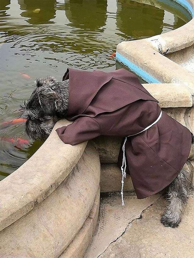 первая собака монах, Биготон, Bigotón