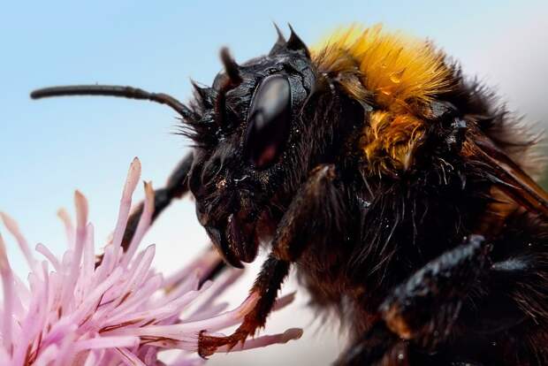 insects52 insects52 Портреты насекомых