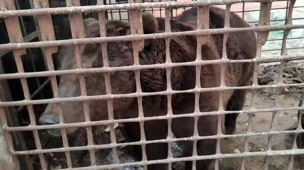Медведь оказался в тесной клетке в дворе в Новой Москве