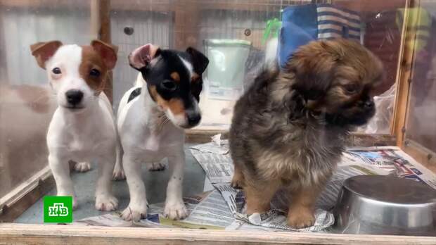 Почему зоомагазинам запрещают продавать животных