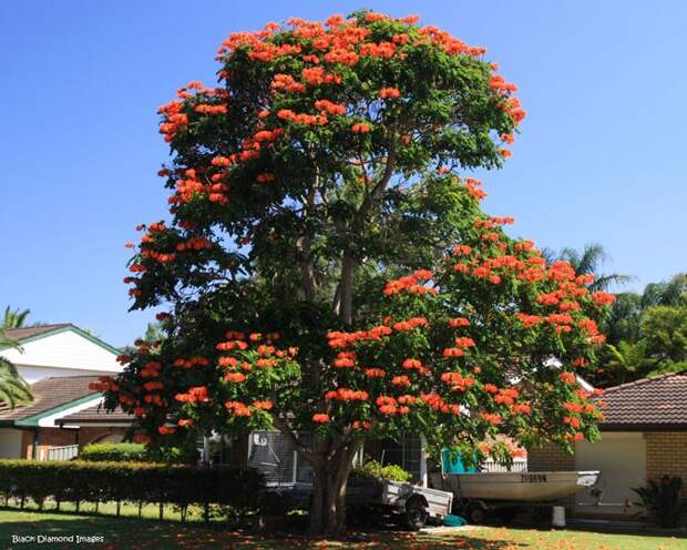 Удивительное африканское тюльпанное дерево - Спатодея