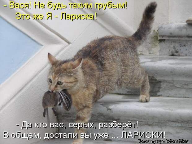 Веселые котоматрицы для настроения (13 фото)