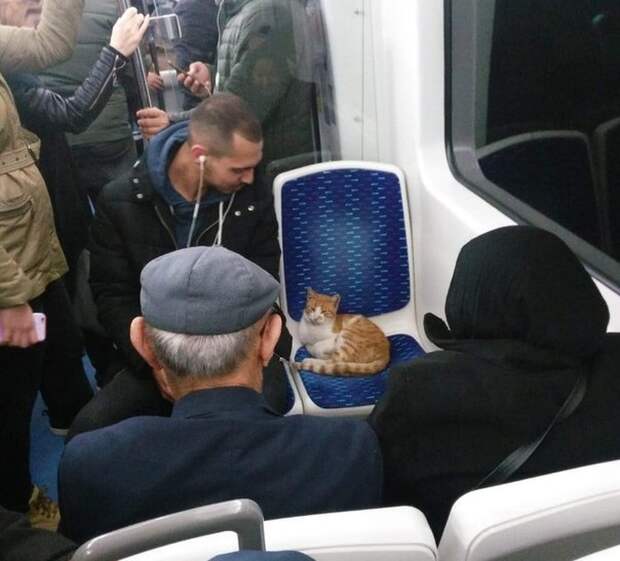 20+ правдивых фото, которые демонстрируют всю суть жизни с котом