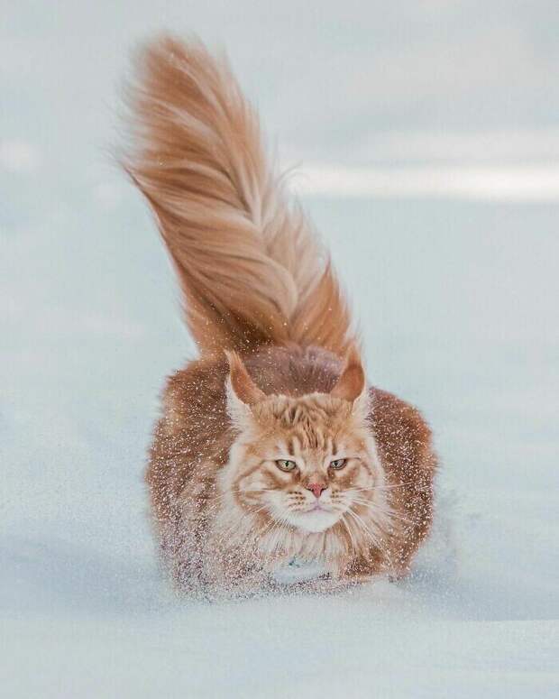 Какая фотогеничность
