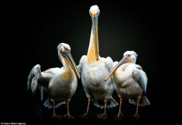 Пеликан, укрывающий крыльями подросших птенцов животные, фотография