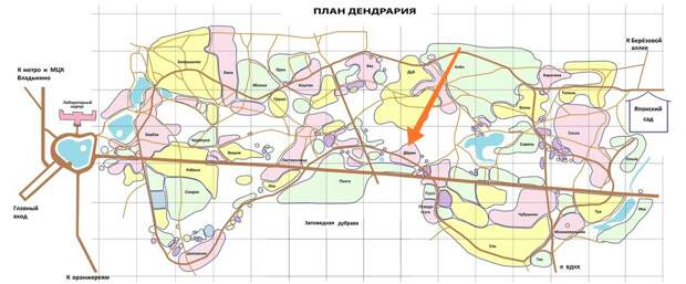 Волонтеры приведут в порядок дендрарий Ботанического сада