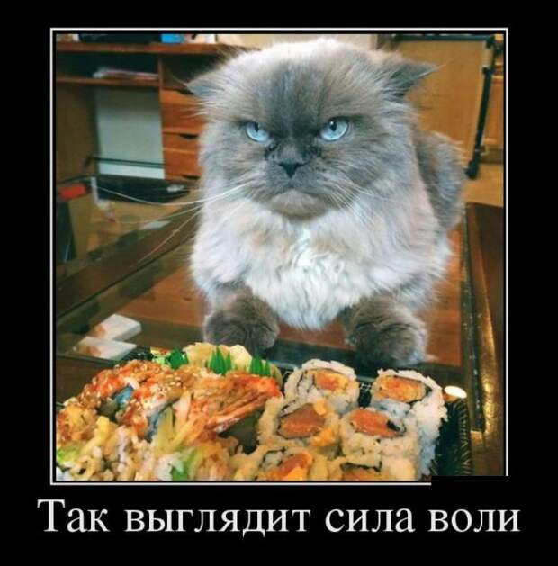 Демотиваторы дня. Феерично!