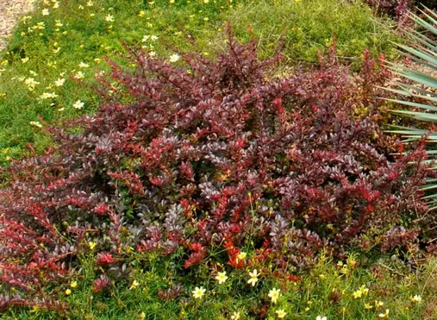 Кустарник барбарис: виды, уход, посадка осенью, растение в ландшафтном дизайне, где растет декоративный