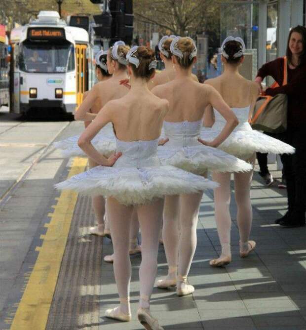 Лебеди ваш выход