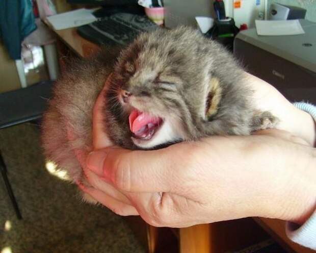 Найденыши животные, коты