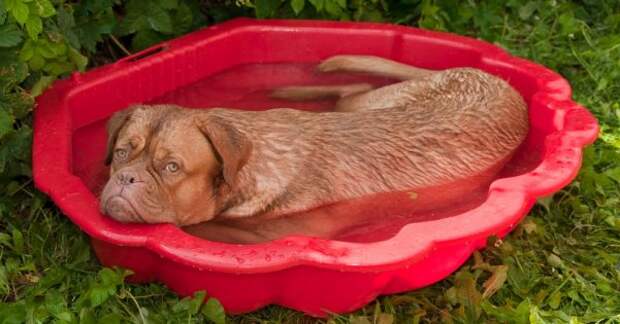 9 полезных советов, как защитить домашних животных от жары