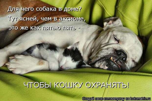 Котоматрицы