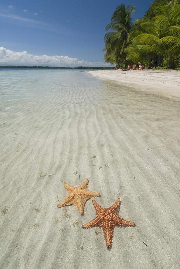 BocaDelDrago14 Пляж морских звезд — Бока дель Драго