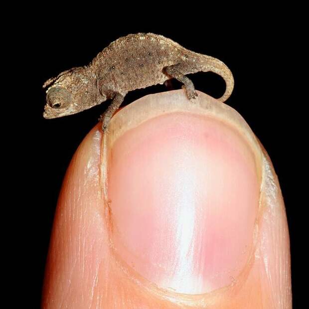 Это брукезия — миниатюрный вид хамелеонов животные, факты, это интересно