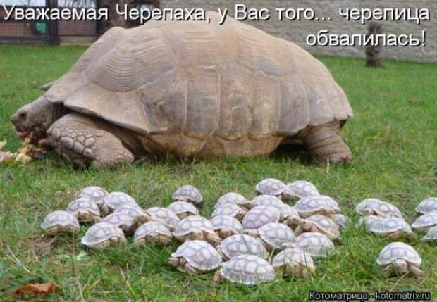 Котоматрицы(картинки с надписями)