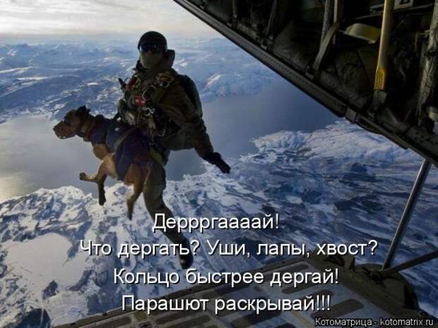 Забавные животные (50 фото)