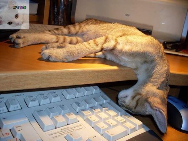 Почему кошки любят клавиатуры? забавно, клавиатура, кошки
