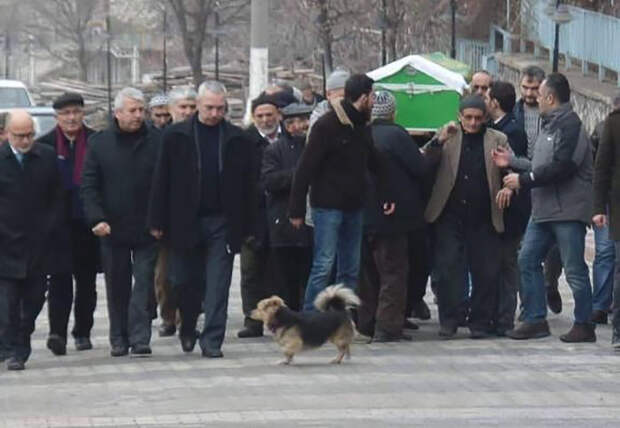 Осиротевший пес каждый день приходит на могилу хозяина верность, смерть, собака