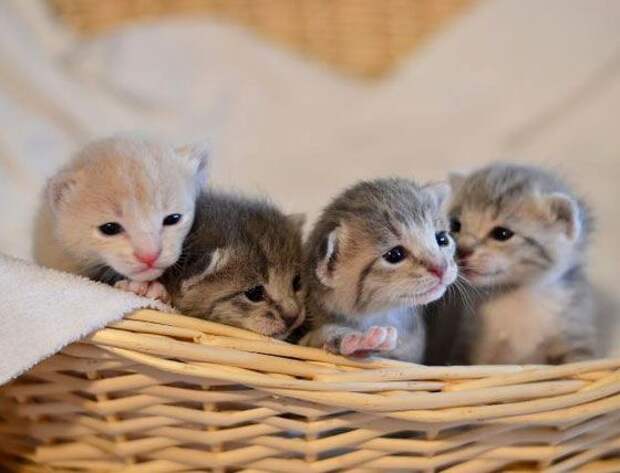 Позитивные котята для улыбки (12 фото) Позитивные котята для улыбки (12 фото)