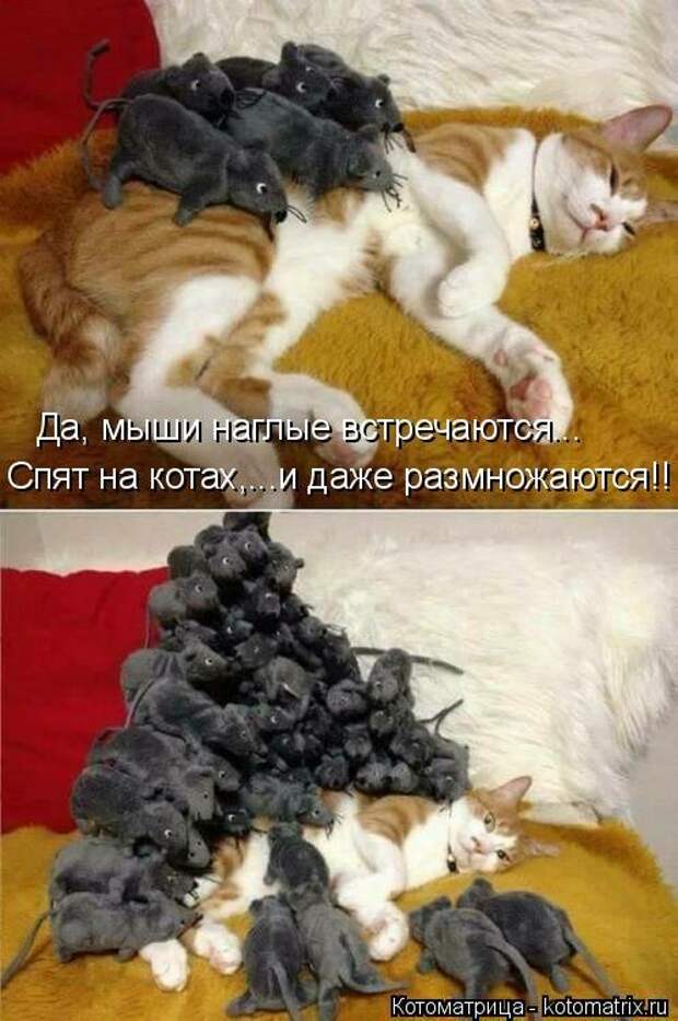 Свежая котоматрица для позитива (19 фото)