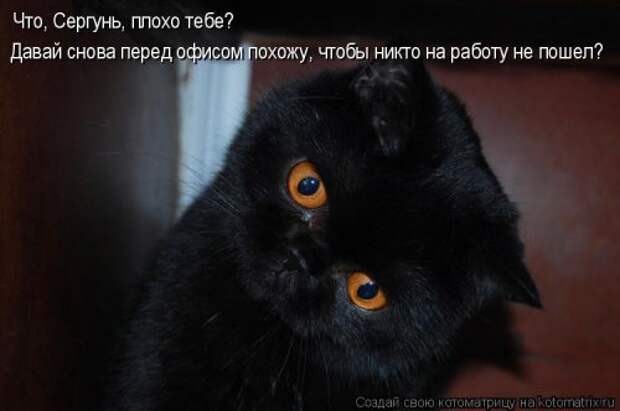 Свежий сборник котоматриц (34 шт)