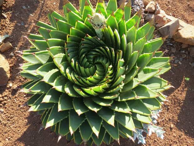 Алоэ многолистное (Aloe_polyphylla) невероятное, растения, удивительное, факты, флора