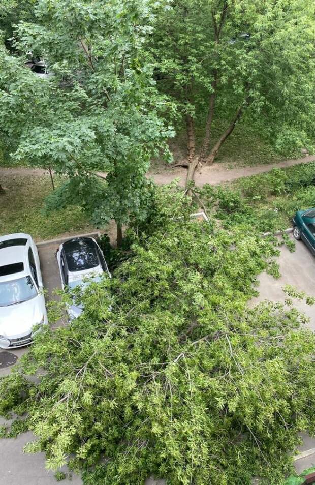 Фото дня: на 2-й улице Марьиной Рощи упало дерево