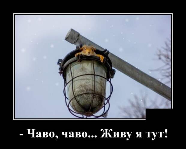 Демотиваторы (30 фото)