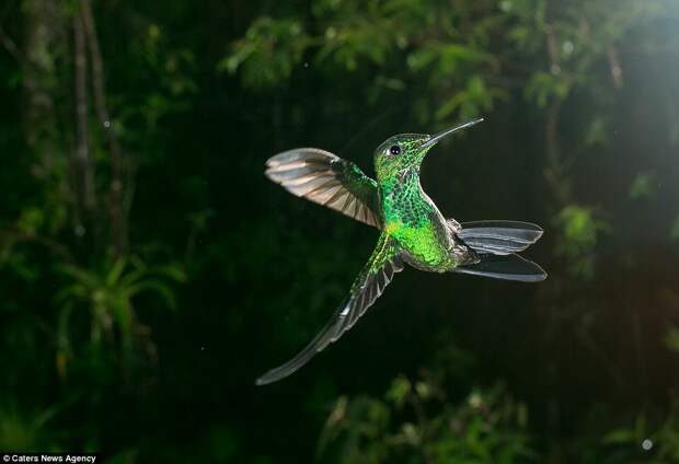 Show off: This bright green hummingbird does tricks in the air, almost as if it is playing up to Mr Reusens and his camera