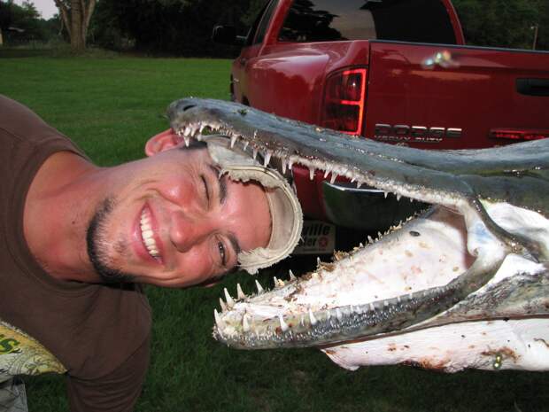 Зубы рыбы-аллигатора тонкие и острые