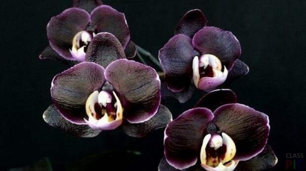 Цветы орхидеи чёрного цвета