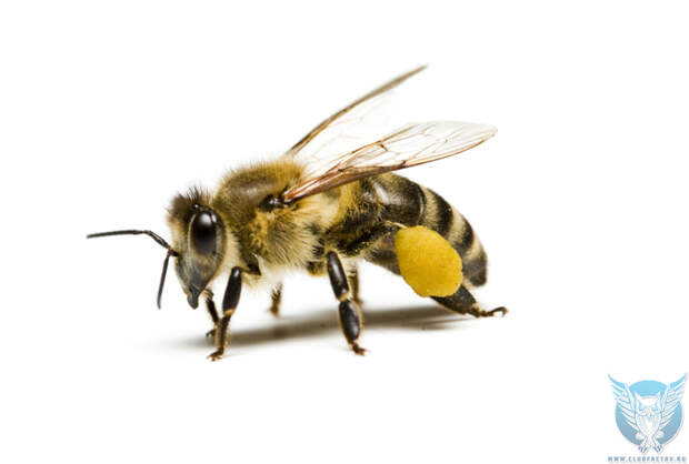 Удивительные факты о пчелах