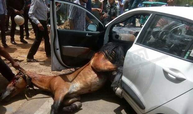 В Индии лошадь влетела в лобовое стекло автомобиля авария, авто, авто авария, везение, видео, дтп, индия, лошадь