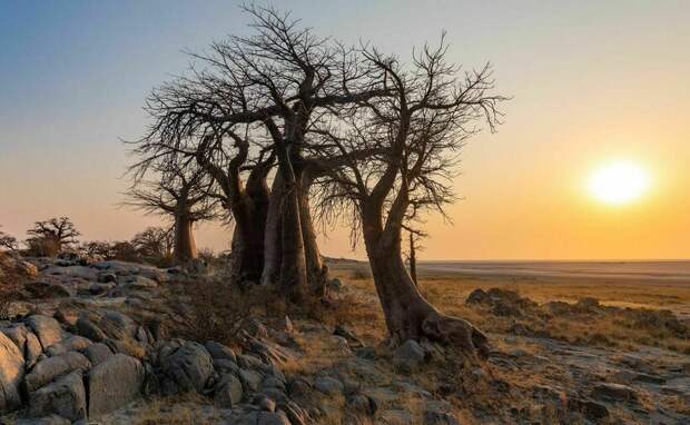 Фото: Johannes Van Der Walt / flickr.com