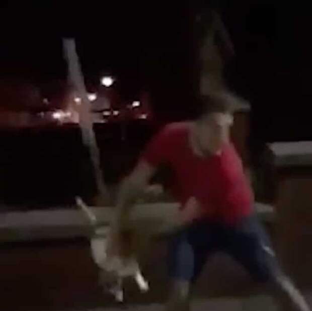 Кота выбрасывают