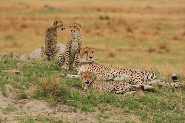 Фото: Roman Furrer / flickr.com