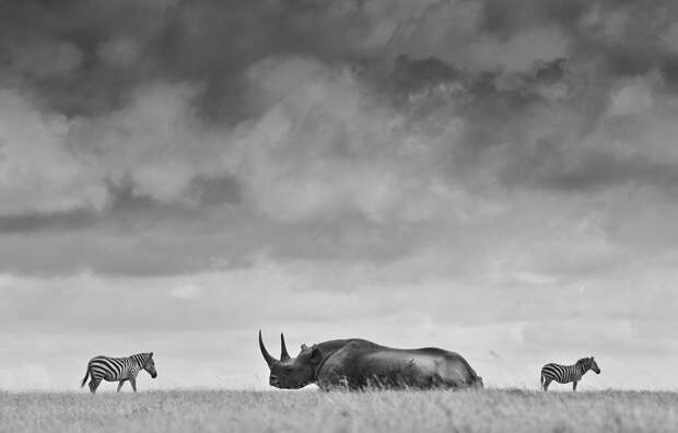 Черный носорог и равнинные зебры