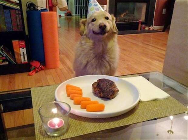 Хозяин приготовил ужин для собаки в честь ее дня рождения животные, жизнь, мир, роскошь, собака, удобство, фото
