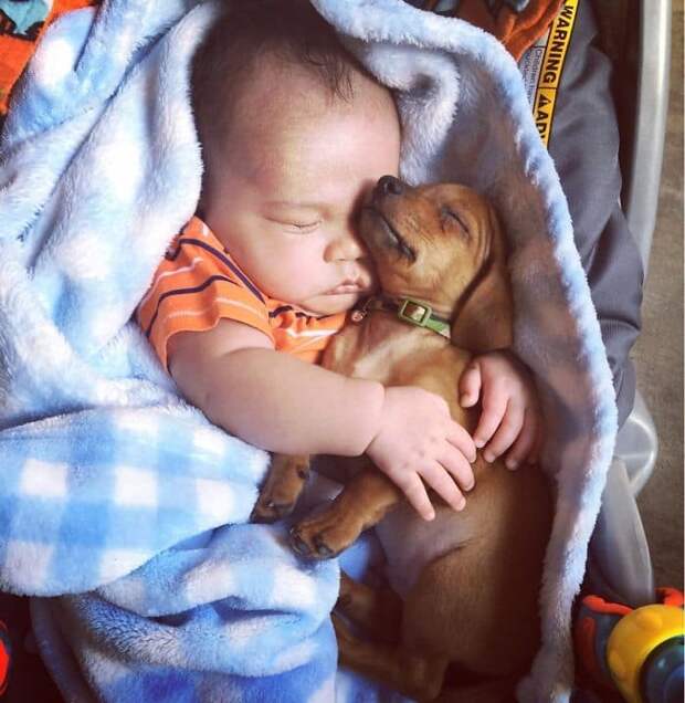 ребенок спит со щенком