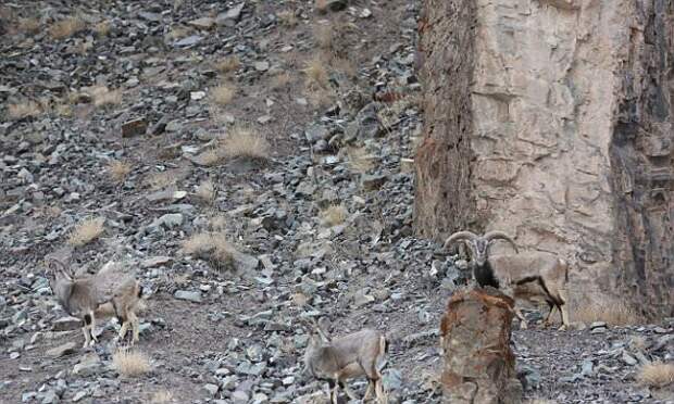 А вы сможете различить на фото снежного леопарда, готовящегося атаковать стадо Голубых баранов?