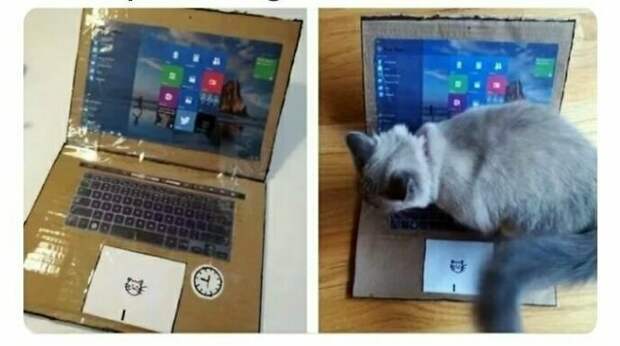 Котики, которые так и притягивают внимание к себе Котики, которые так и притягивают внимание к себе