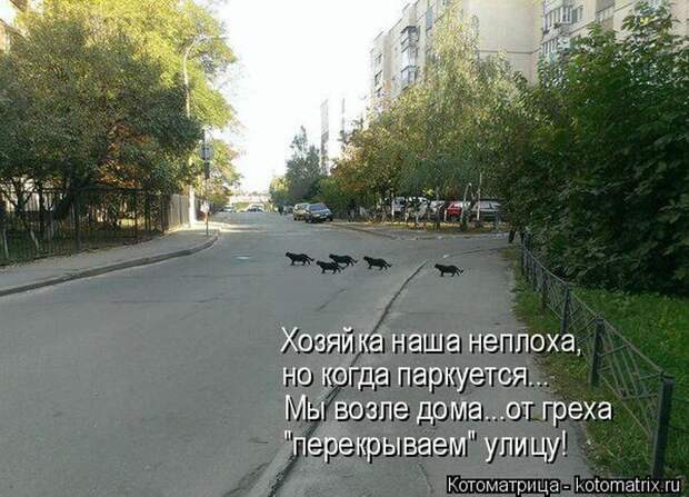Лучшие котоматрицы недели