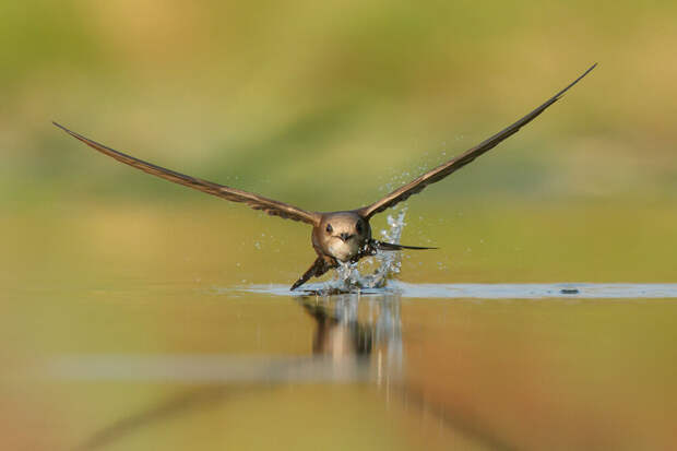 Победители фотоконкурса Bird Photographer of the Year 2020