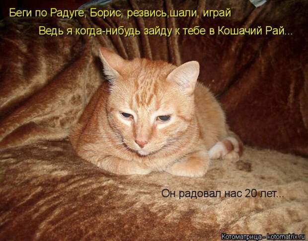 Забавные животные (50 фото)