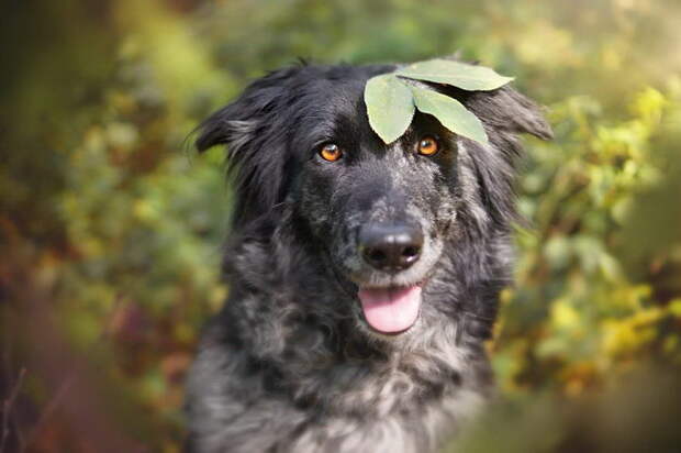 Осенние собаки в фотографиях Gabi Stickler