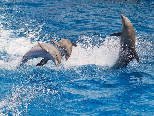 dolphins07 Самые удивительные факты о дельфинах