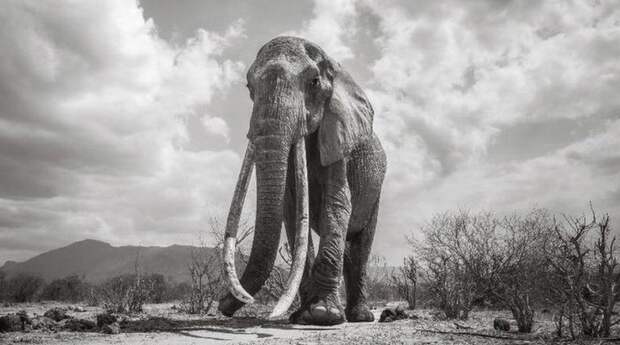 F_MU1 - «Королева слонов»
