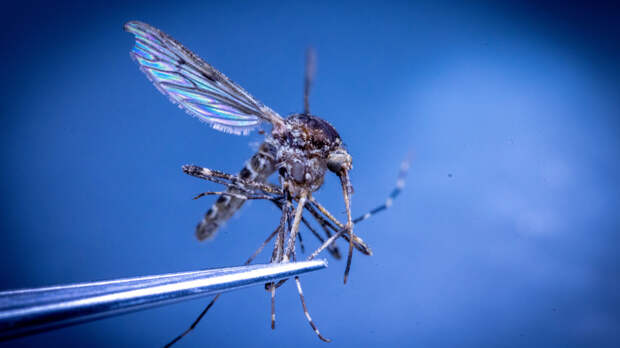 Узелки, судороги, смерть: врач рассказал об опасности комариных укусов